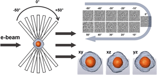 Three-dimensional TEM study of dendrimer-encapsulated Pt nanoparticles for visualizing structural characteristics of the whole organic–inorganic hybrid nanostructure (ACS, IF: 8.008 JCR : 7.47%)